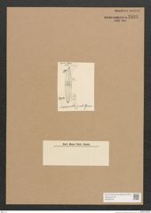 Diatomeae indet. Zeichnungen Sammlung Grunow Nr. 2593 (NHMW-BOT-W0369784)